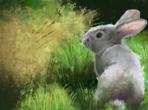 【原创】小兔兔0  0